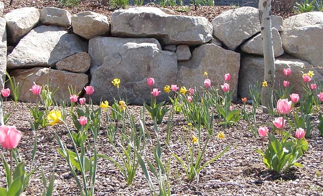 Spring-Bulbs-With-Dry-Stack-Boulder-Wall